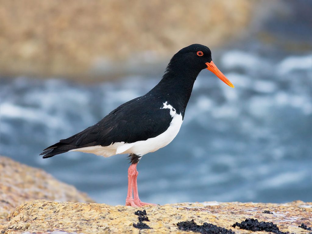 Oyster Catchers with their bright orange beaks and jet black feathers are masters of prying open shellfish.