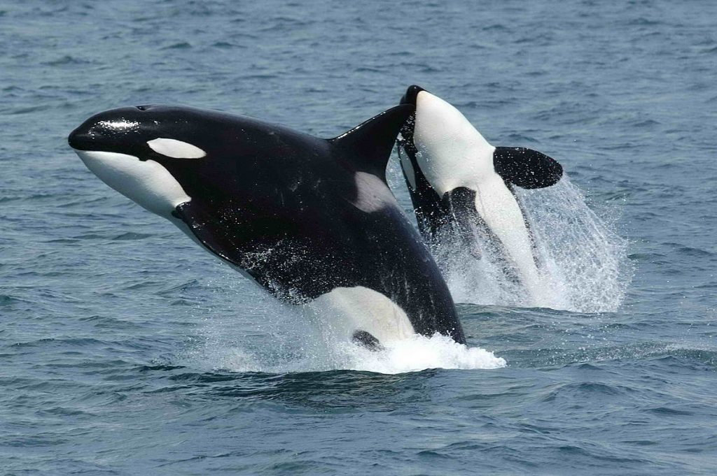 killer whale are a popular tourist attraction. 